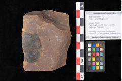 Foto (Objekt + Etikett) von Zostena ungeri Ettingshausen (NHMW-GEO-2024-0188-0448)